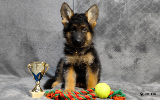 Изображение питомца