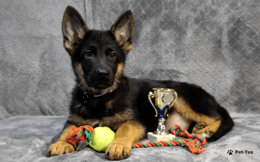 Изображение питомца