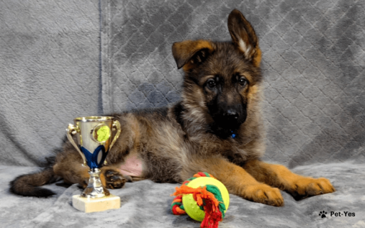 Изображение питомца