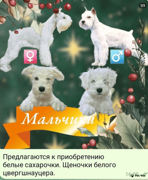 Изображение питомца