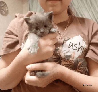 Изображение питомца