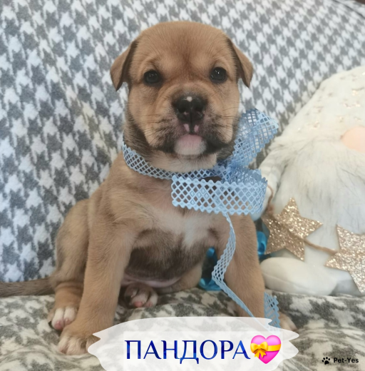 Изображение питомца