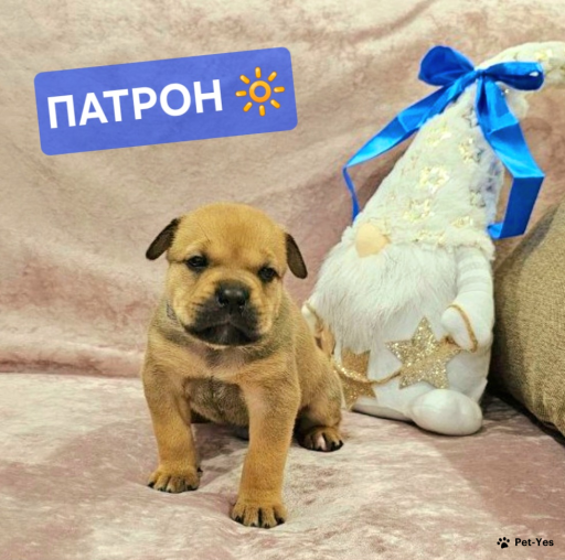 Изображение питомца