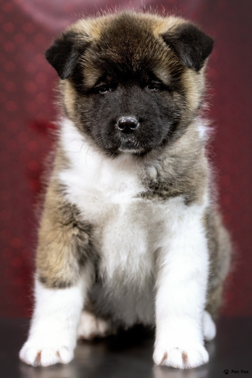 Изображение питомца