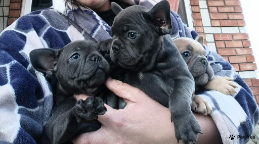 Изображение питомца