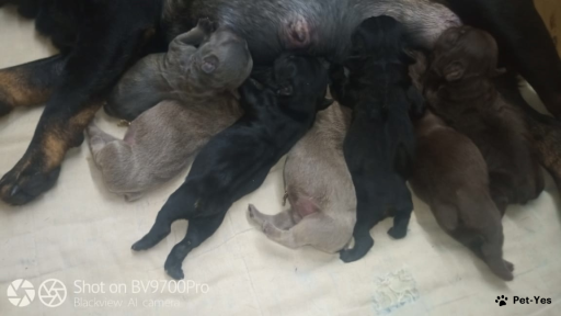 Изображение питомца