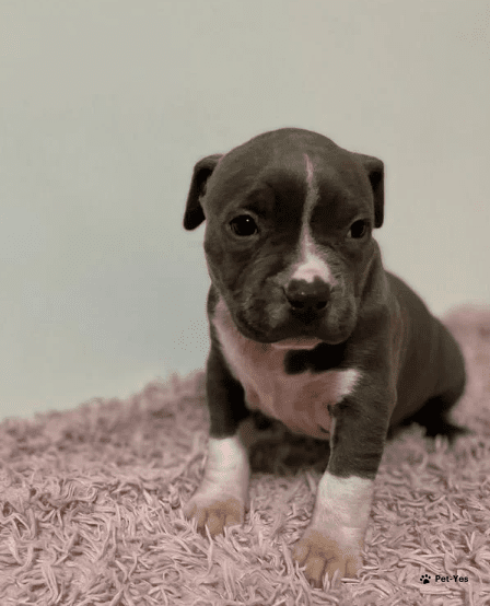 Изображение питомца