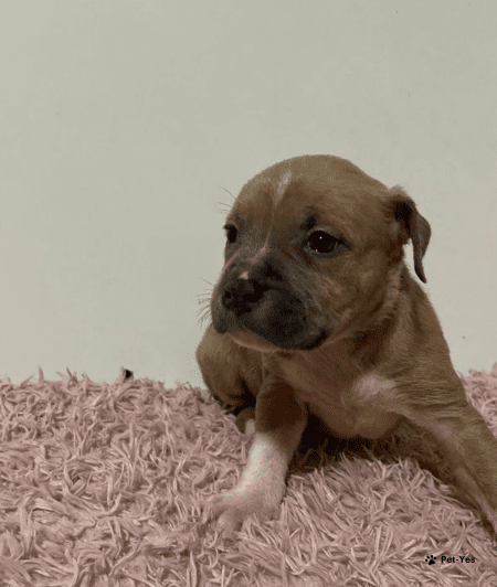 Изображение питомца