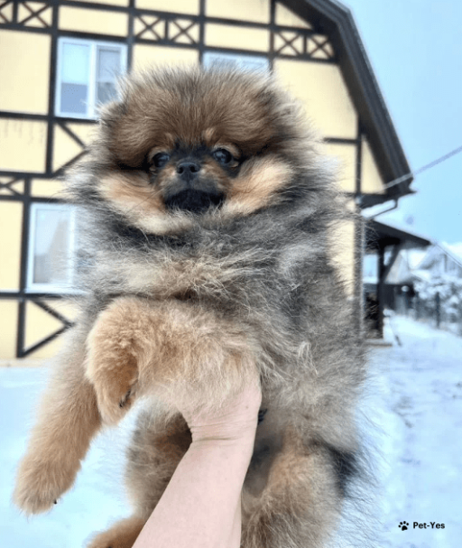Изображение питомца