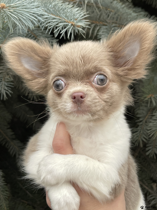 Изображение питомца