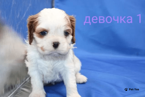 Изображение питомца