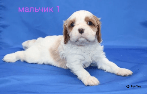 Изображение питомца