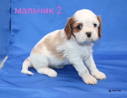 Изображение питомца