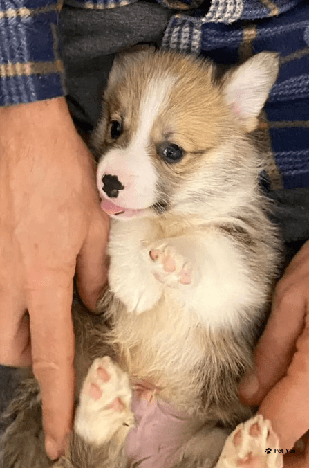 Изображение питомца