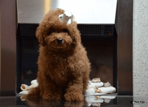 Изображение питомца