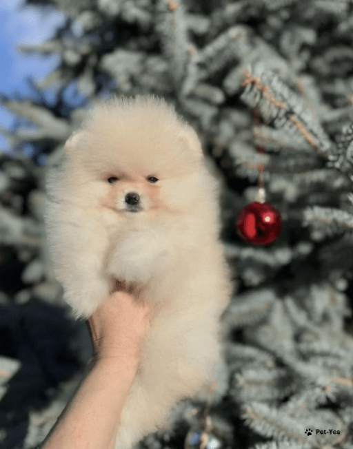 Изображение питомца