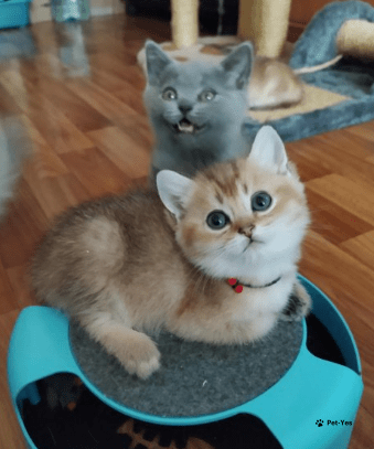 Изображение питомца