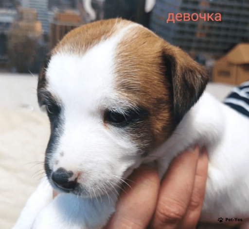 Изображение питомца