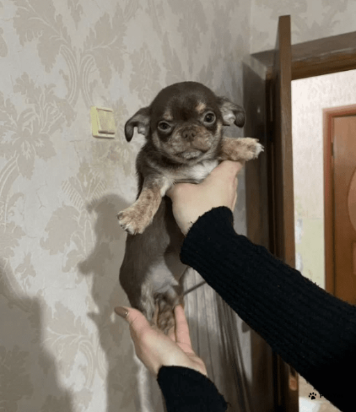 Изображение питомца