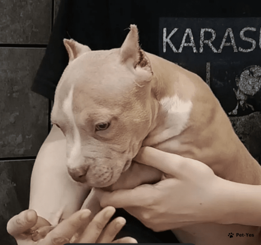 Изображение питомца