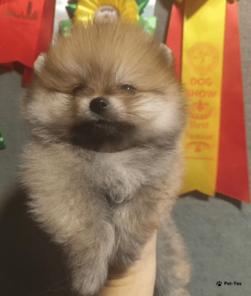 Изображение питомца