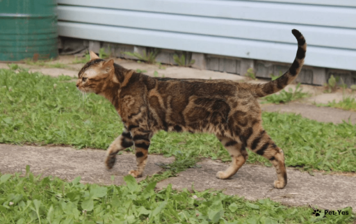 Изображение питомца