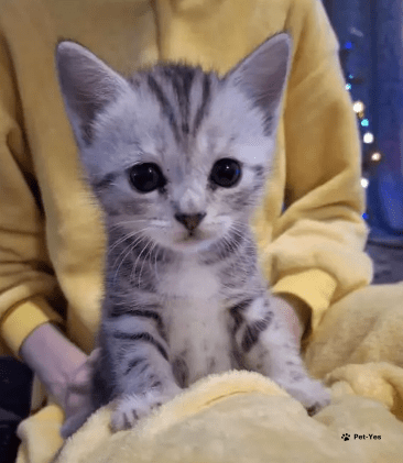 Изображение питомца