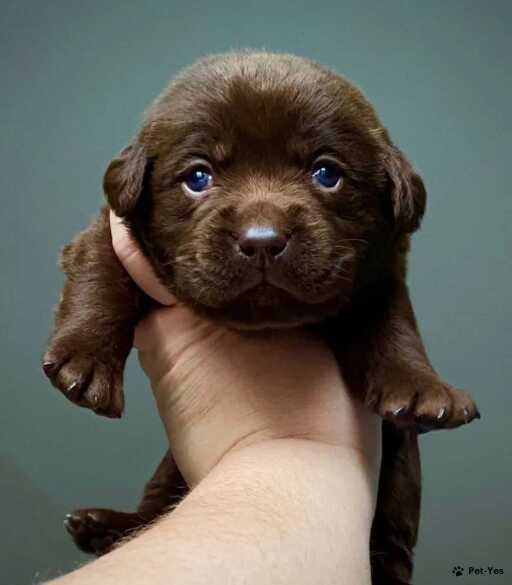 Изображение питомца