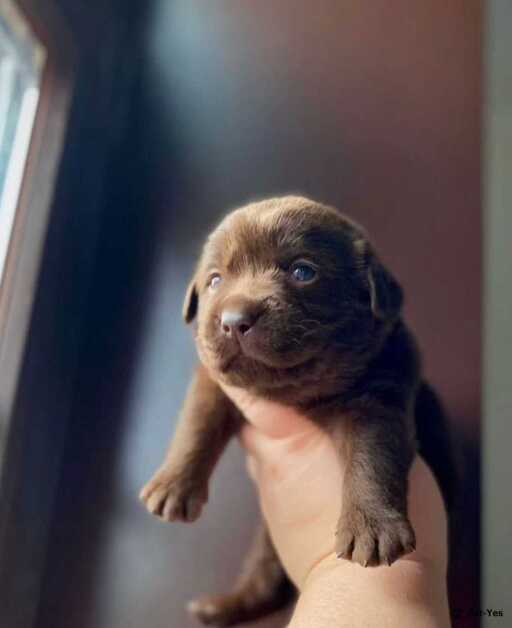 Изображение питомца