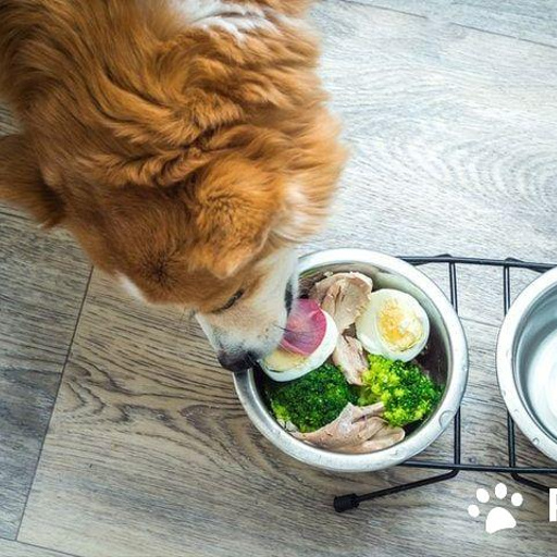 Как составить рацион для взрослой собаки: баланс вкуса и здоровья