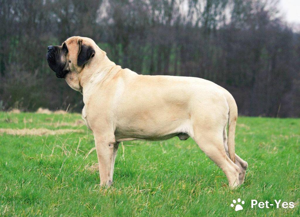 Английский мастиф стоит