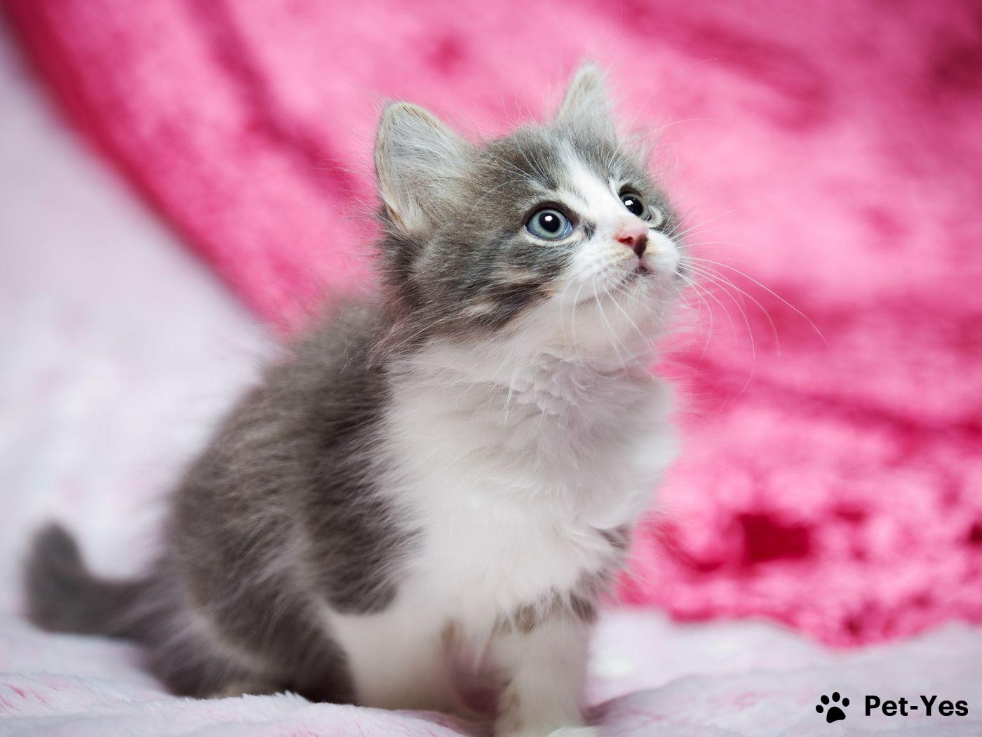 Котенок смотрит вверх Фотография котенка