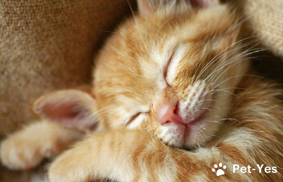 Фотография спящего котенка Рыжий котенок спит