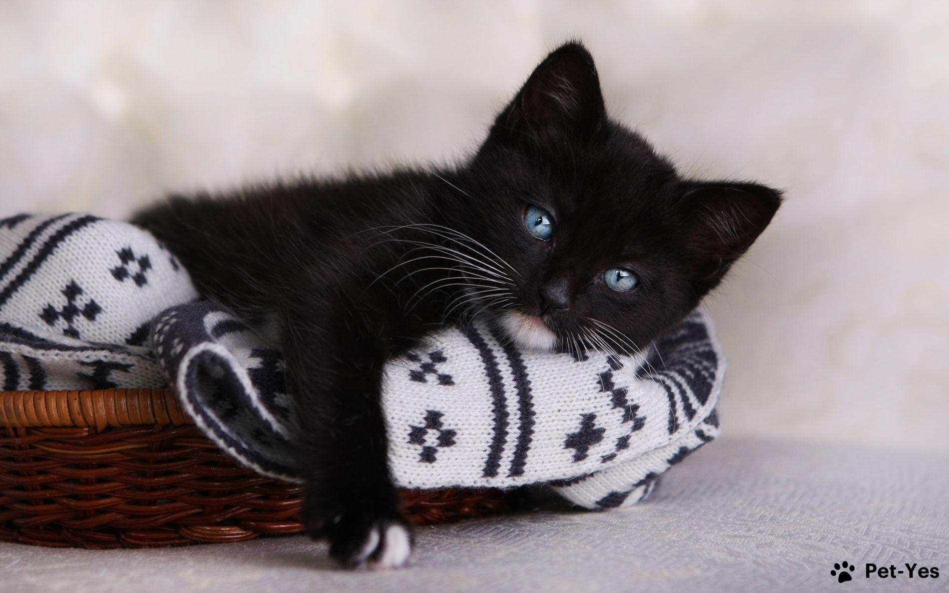 Черный котенок в корзинке