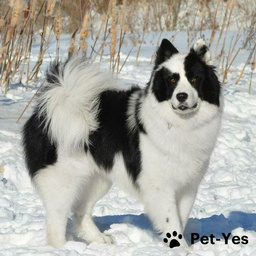 Купить Якутская лайка на Бирже домашних животных | Pet Yes