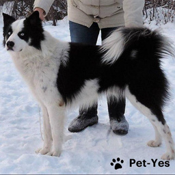 Найти Якутская лайка на Бирже домашних животных | Pet Yes