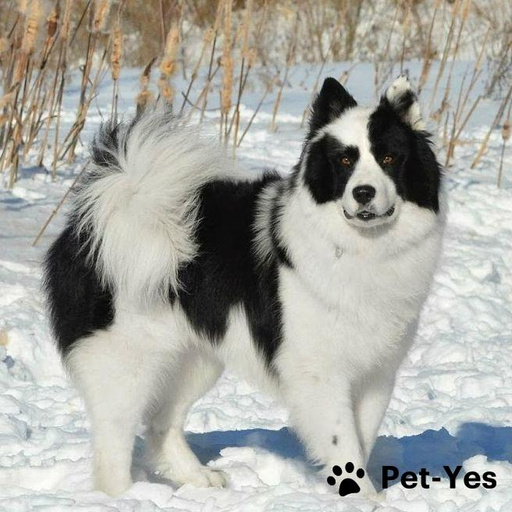 Купить Якутская лайка на Бирже домашних животных | Pet Yes