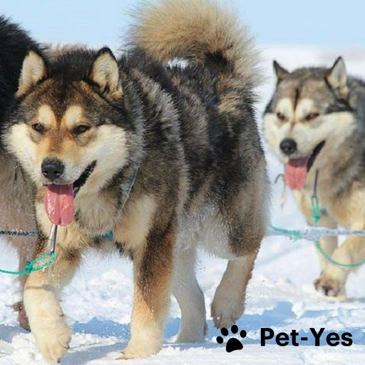 Купить Чукотская ездовая на Бирже домашних животных | Pet Yes