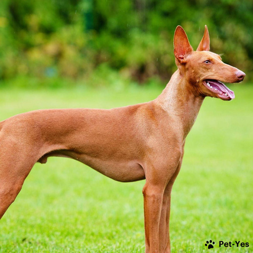 Купить Чирнеко дель этна на Бирже домашних животных | Pet Yes