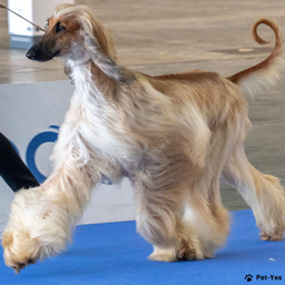 Купить Афганская борзая на Бирже домашних животных | Pet Yes