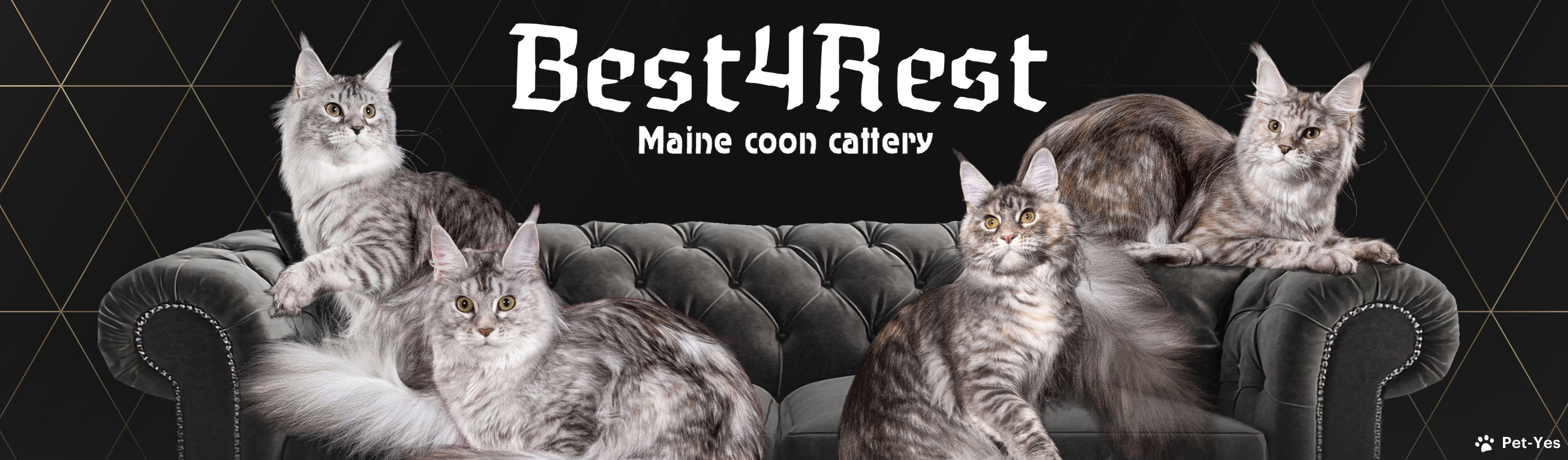 Обложка профиля пользователя