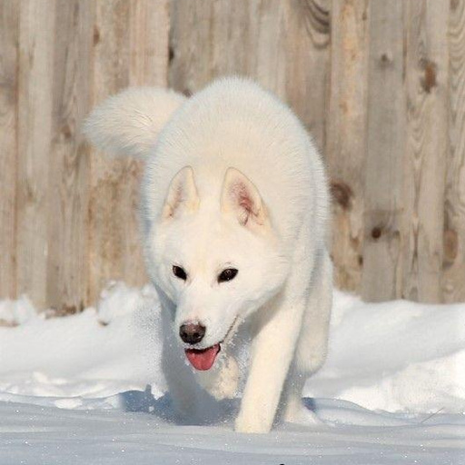 House the Rainbow Yanika🐾