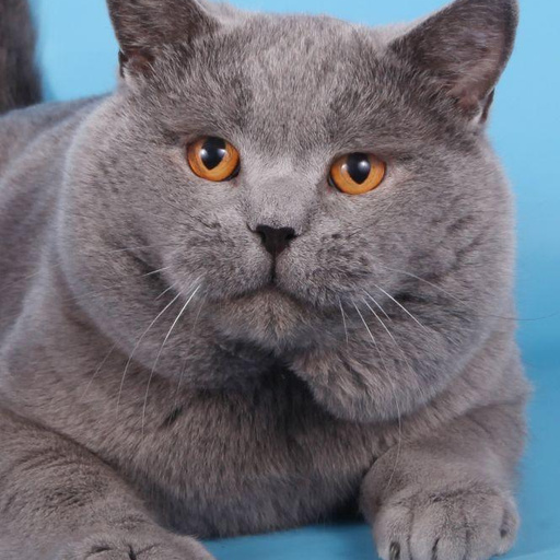 In.Ch. (ASC, FIFe) Khancoban Blue Anchorman,вывезен из Англии.