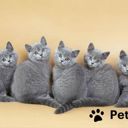 Котята,помет 2005 год.