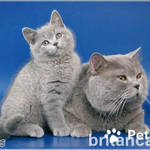 Мартин Арден с котенком.