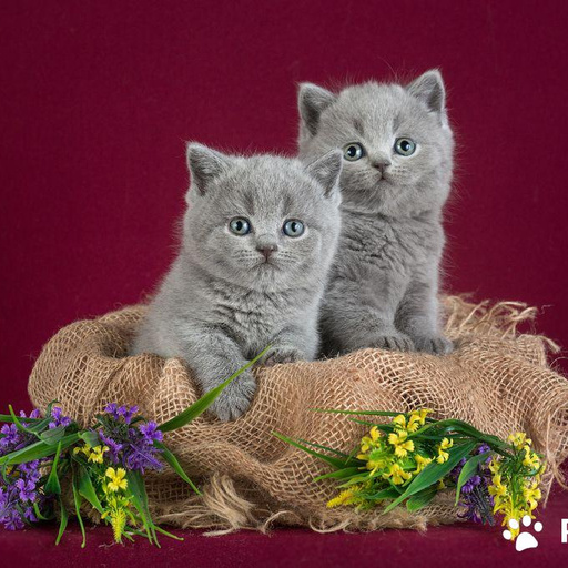 Британские котята