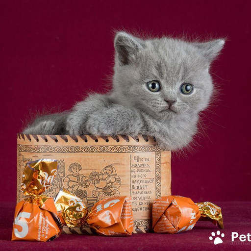 Голубой британский кот