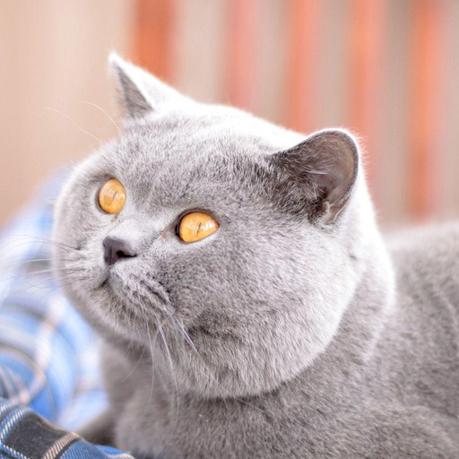 IN.CH.Nestor Tin Arden*RU