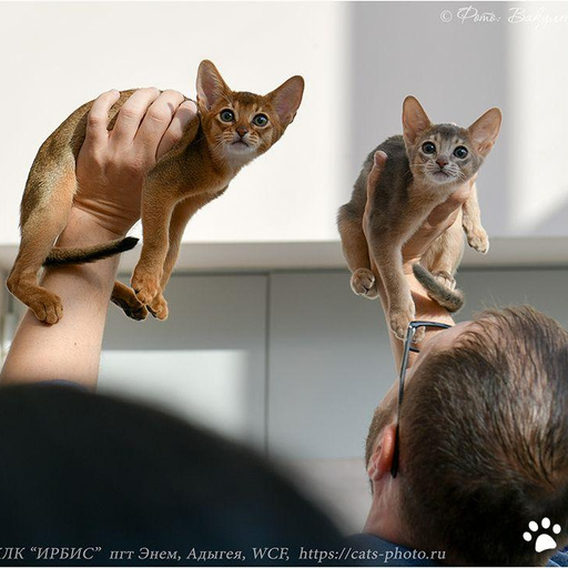 Первая выставка у малышей