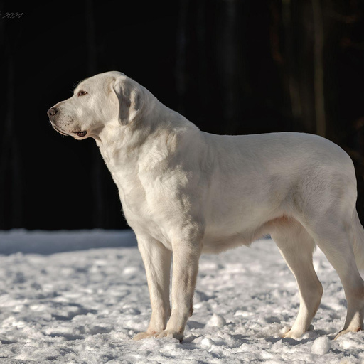 ЮЛГИЗ ЖЕНЕВА